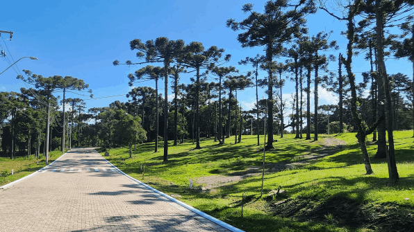 Avenida principal com araucarias